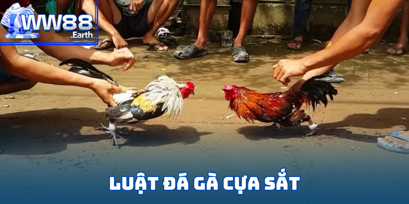 Luật Đá Gà Cựa Sắt Chi Tiết Từ A-Z Dành Cho Tân Binh WW88 1 luật đá gà cựa sắt