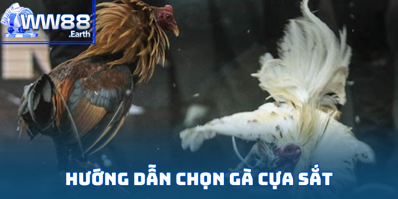 Luật Đá Gà Cựa Sắt Chi Tiết Từ A-Z Dành Cho Tân Binh WW88 5 Tiêu chí chọn gà cựa sắt tham gia một trận đấu tại WW88