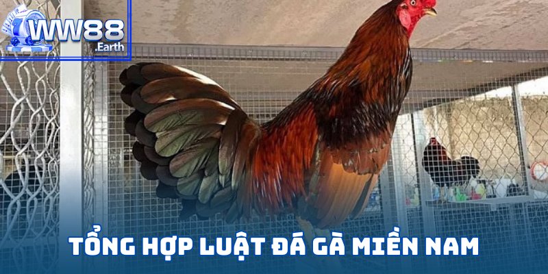 Luật Đá Gà Cựa Sắt Chi Tiết Từ A-Z Dành Cho Tân Binh WW88 4 Tất tần tật luật đá gà cựa sắt tại WW88 mà tân binh phải nắm