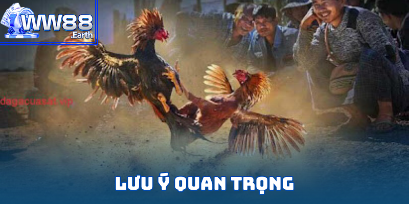 Luật Đá Gà Cựa Sắt Chi Tiết Từ A-Z Dành Cho Tân Binh WW88 6 Lưu ý quan trọng cần nắm để tránh vi phạm luật đá gà cựa sắt