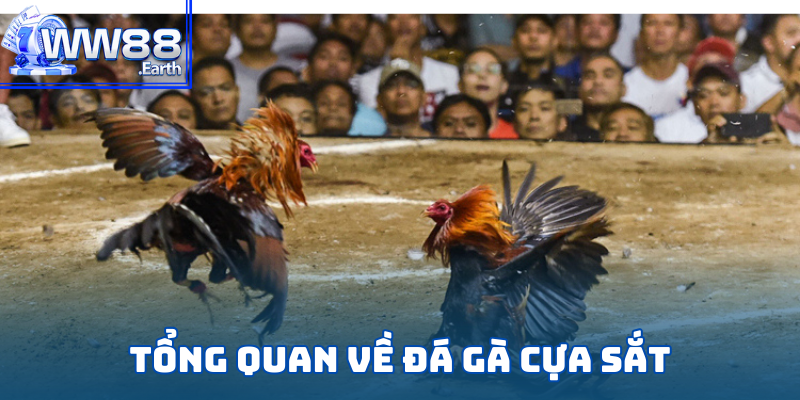 Luật Đá Gà Cựa Sắt Chi Tiết Từ A-Z Dành Cho Tân Binh WW88 2 Giới thiệu đá gà cựa sắt hấp dẫn bậc nhất thị trường cá cược 2025