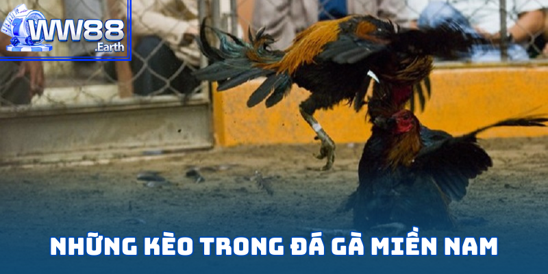 Luật Đá Gà Miền Nam Chi Tiết Từ A-Z Dành Cho Tân Binh WW88 5 Top các kèo phổ biến trong đá gà miền nam