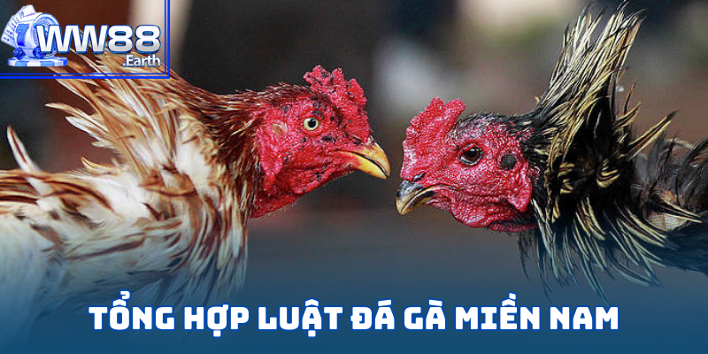 Luật Đá Gà Miền Nam Chi Tiết Từ A-Z Dành Cho Tân Binh WW88 3 Chi tiết về luật đá gà miền nam chi tiết từ A-Z