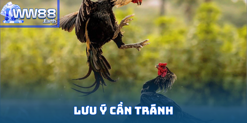 Luật Đá Gà Miền Nam Chi Tiết Từ A-Z Dành Cho Tân Binh WW88 6 Top các lưu ý cần nắm để tránh vi phạm khi chơi đá gà miền nam