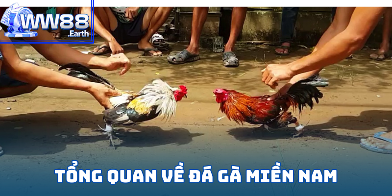 Luật Đá Gà Miền Nam Chi Tiết Từ A-Z Dành Cho Tân Binh WW88 2 Giới thiệu về đá gà miền nam thu hút hàng đầu tại WW88